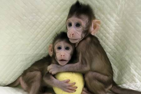 Китайски учени за първи път клонираха успешно маймуни
