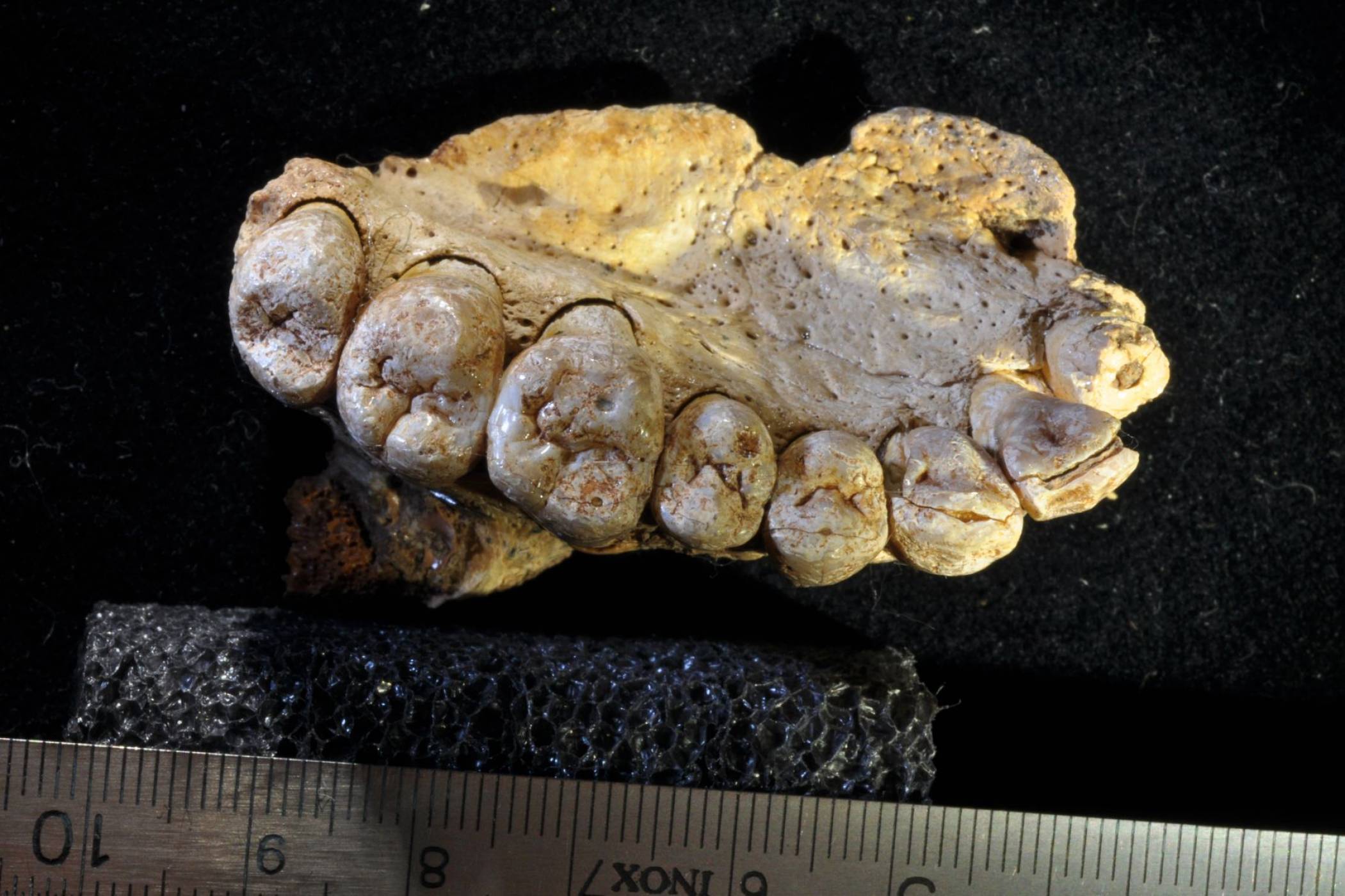 Вкаменена челюст на 177 000 години внесе смут в еволюционната ни история