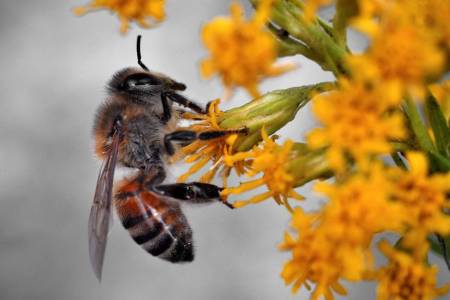 ЕС забрани пестицидите, които увреждат пчелите