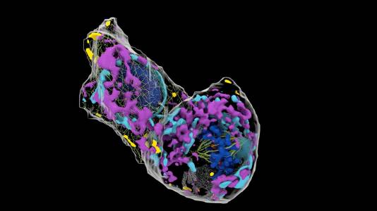 Изкуствен интелект създаде 3D модели на човешки клетки с цел анализ
