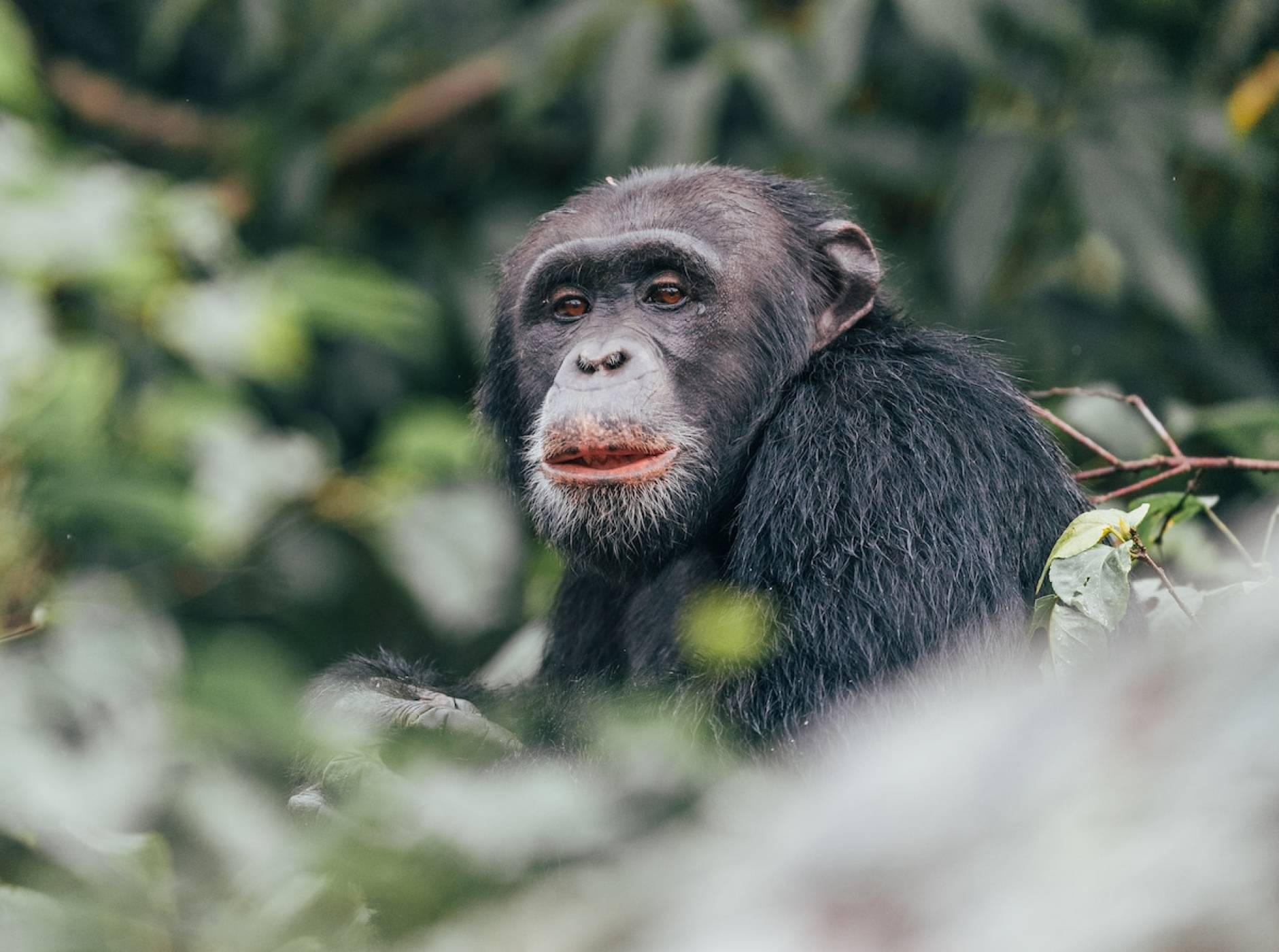 Нов софтуер за лицево разпознаване ще се грижи за приматите