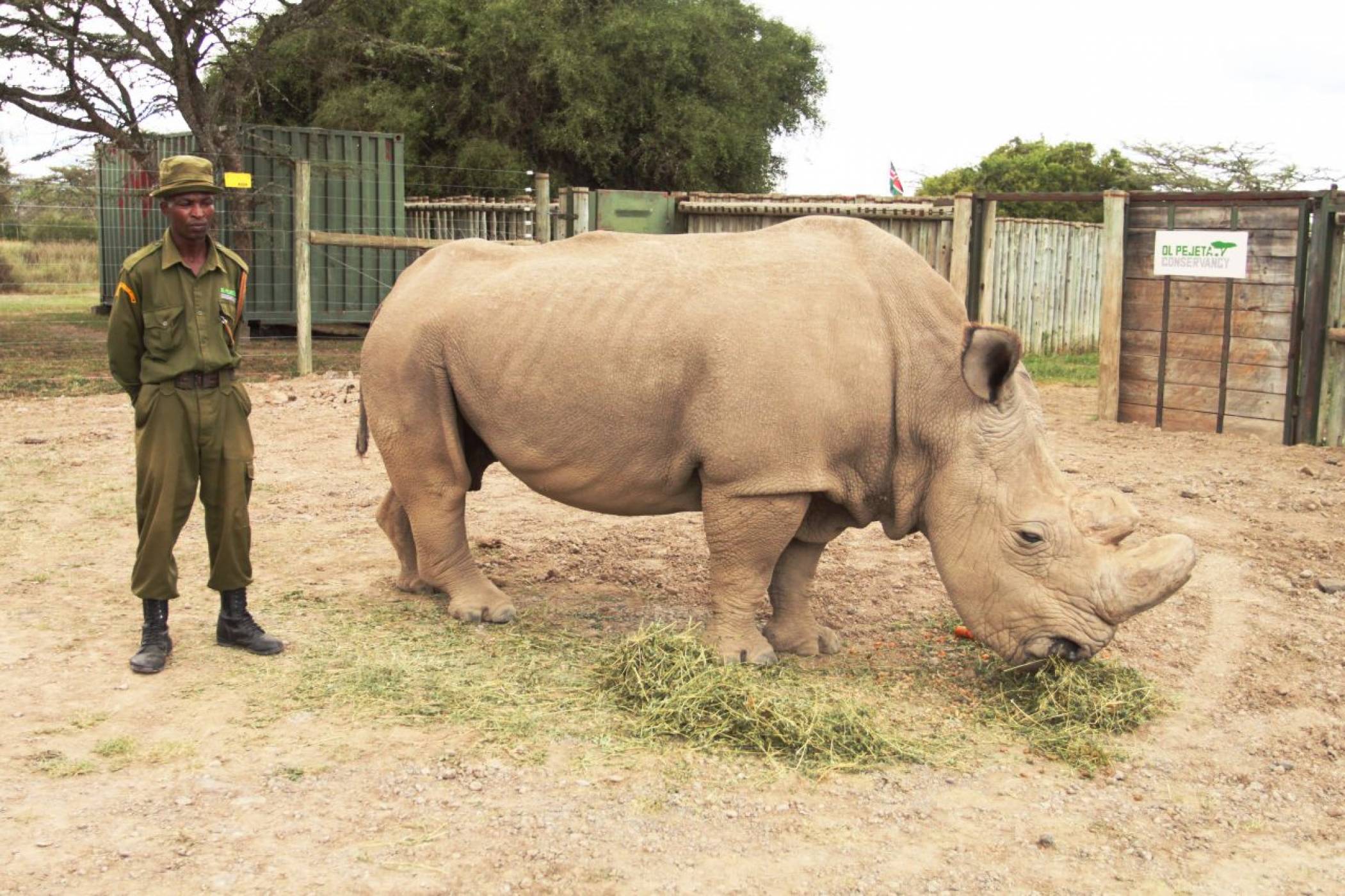 Инвитро метод може да спаси застрашен от изчезване носорог