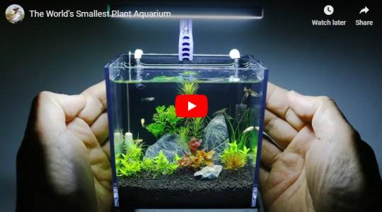 Кутия на GoPro оживява като най-симпатичния аквариум (ВИДЕО)