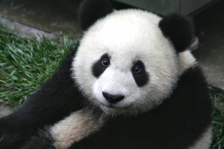 Изкуствен интелект брои пандите в Китай