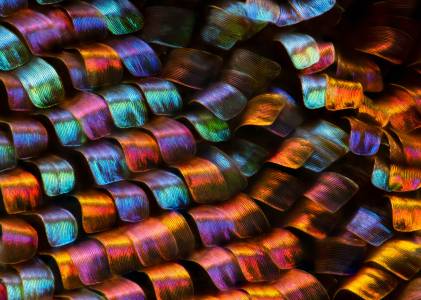Красотата под микроскоп: най-впечатляващите снимки за 2020