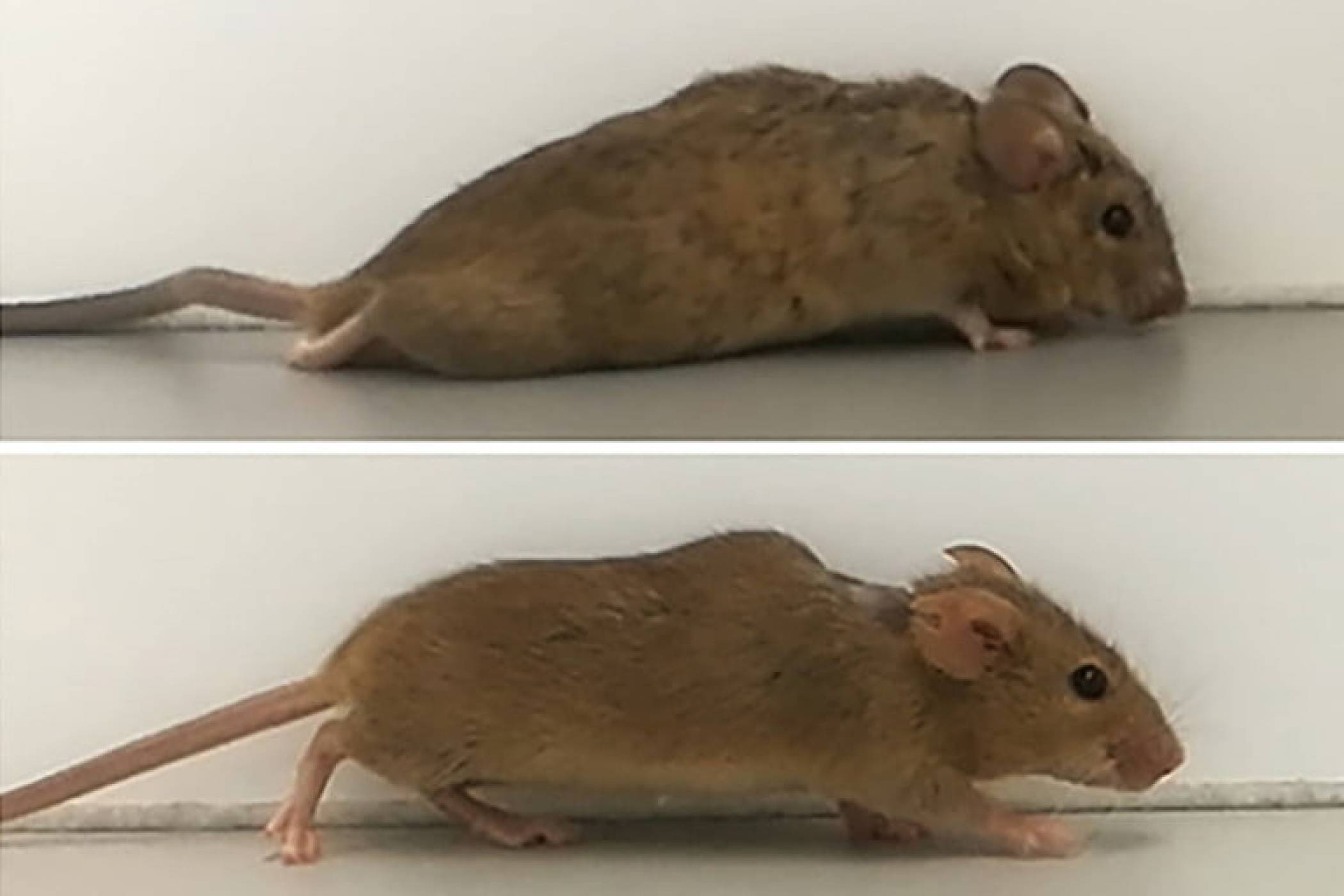 Невероятно лечение позволява на парализирани мишки да ходят отново