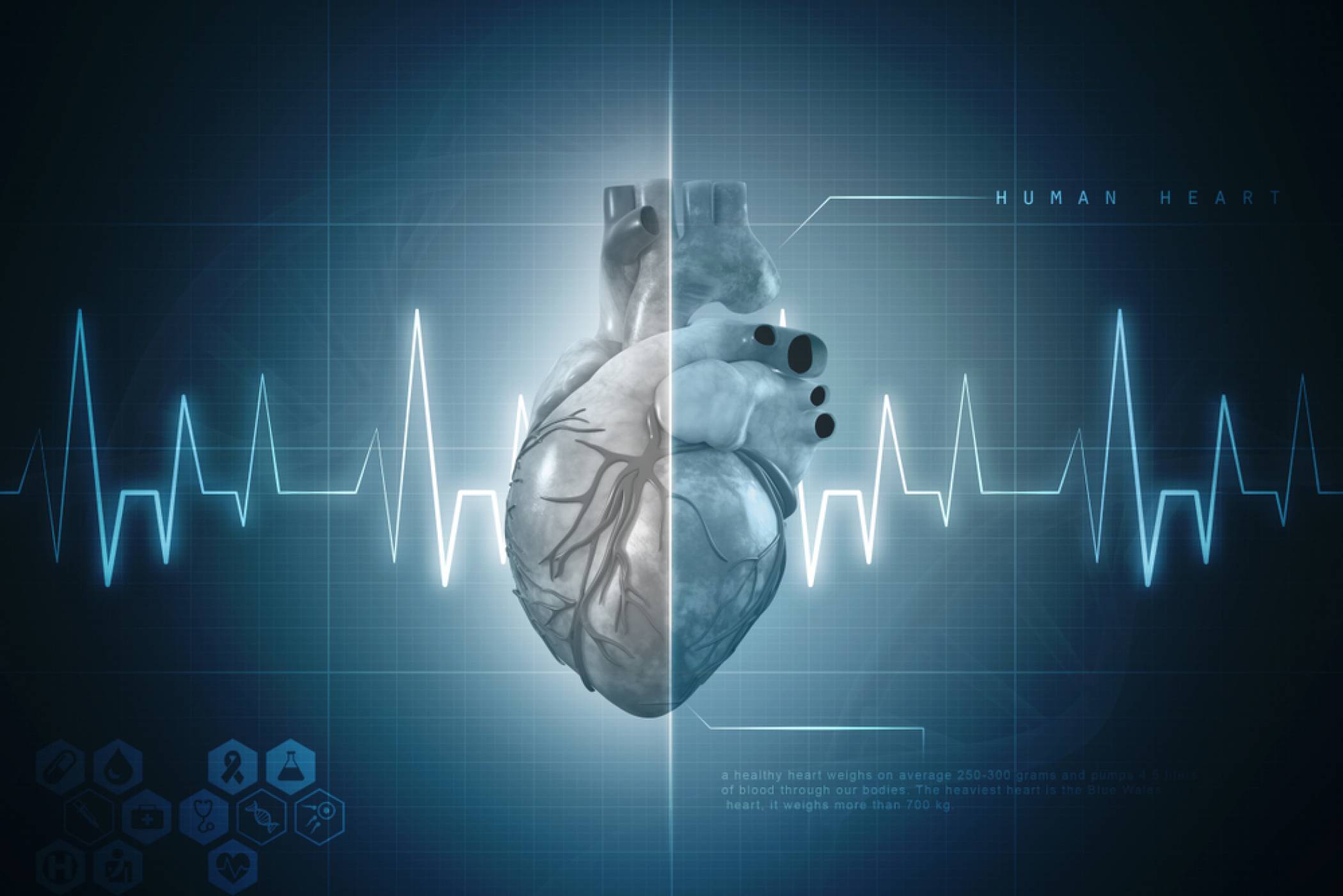 Учени създадоха най-точния 3D модел на сърцето в света