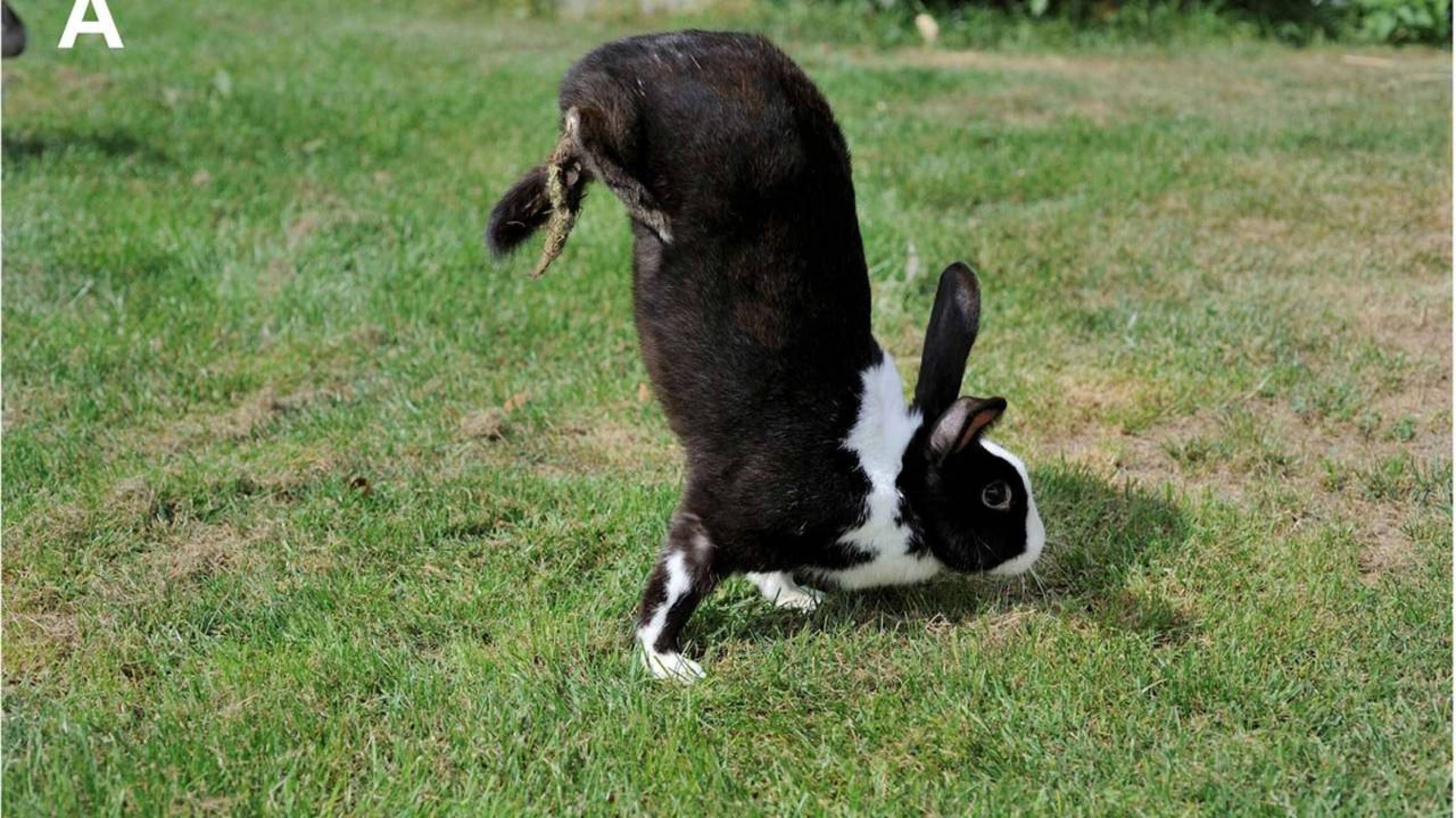 Странна генетична мутация кара зайци да ходят на два крака 