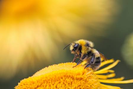 Учени обучиха пчели да разпознават COVID-19 