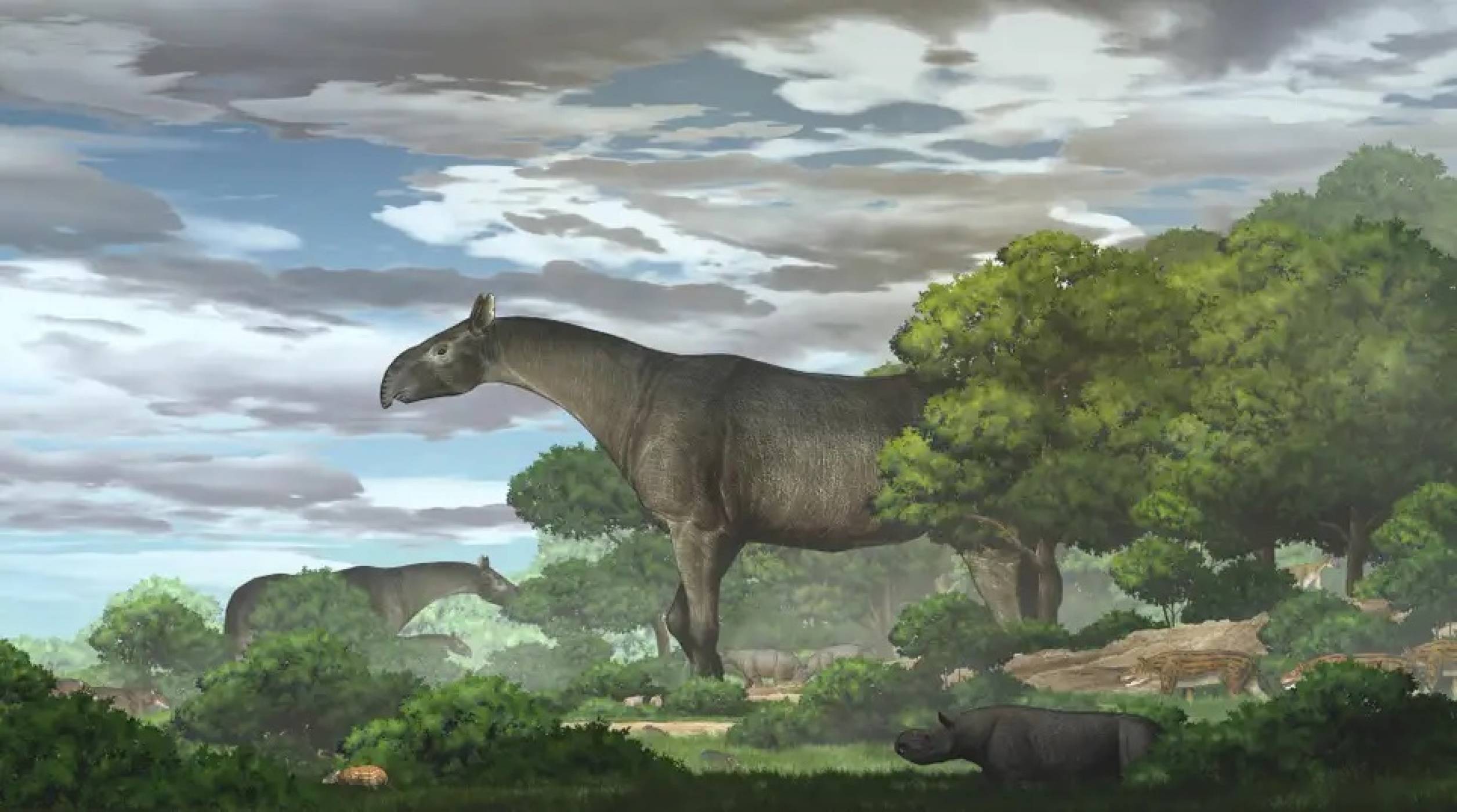 Новооткрит фосил на гигантски носорог завихря въображението и загатва за колосални размери