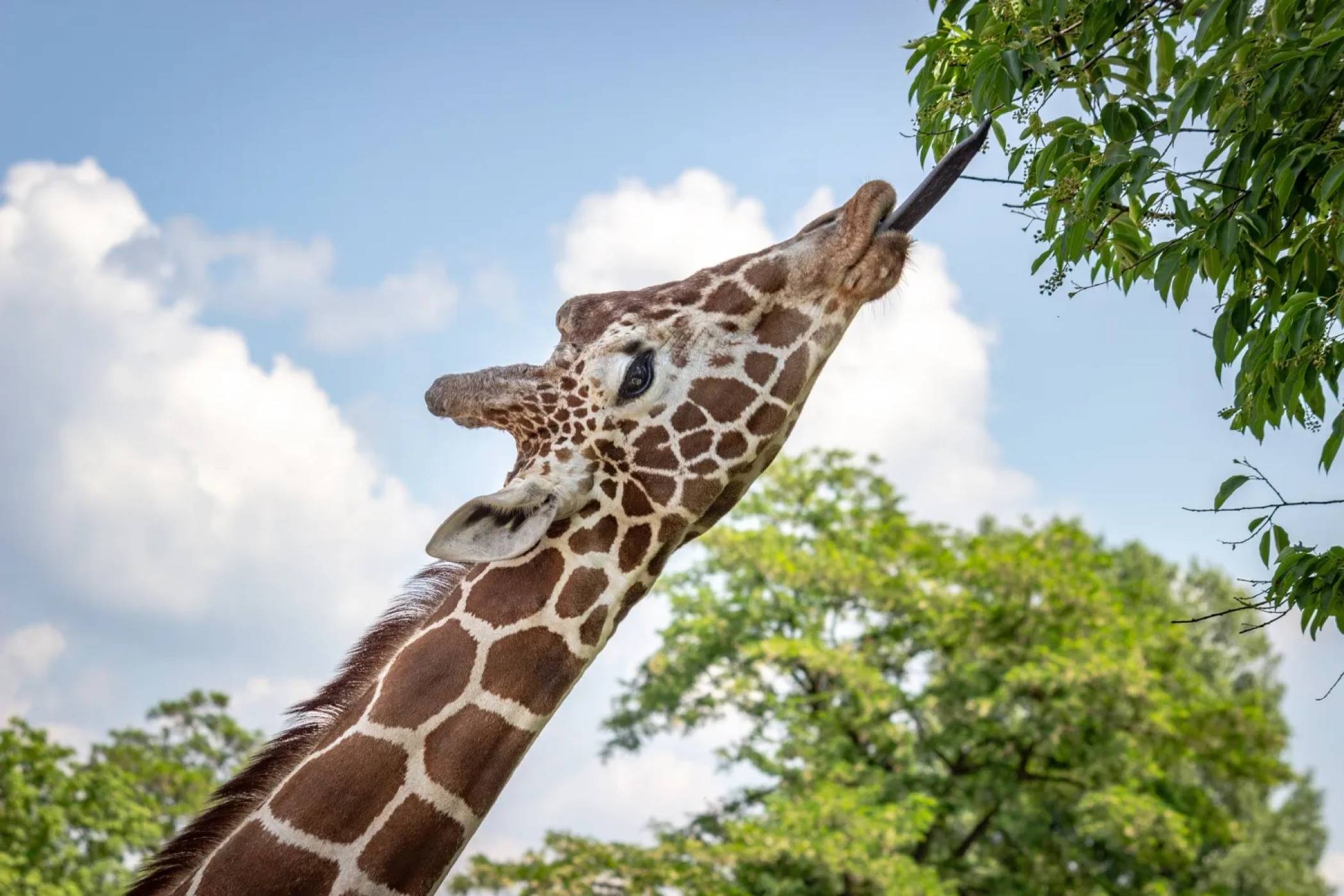 Зоопарк гони дронове, защото притесняват жирафите 