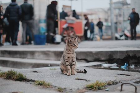 Въздухът, който дишаме, е изпълнен с животинско ДНК