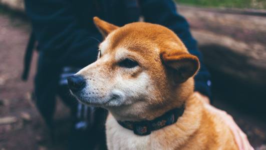 Tesla ще приема криптовалутата Doge за някои сделки 