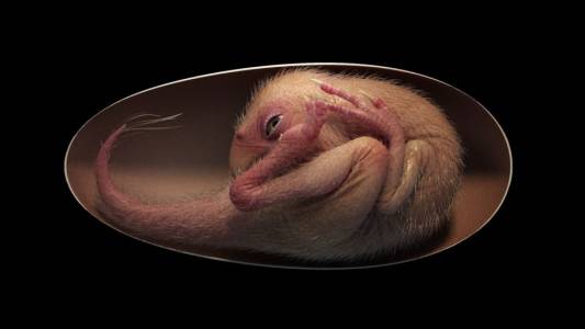 Този ембрион от динозавър изглежда плашещо запазен