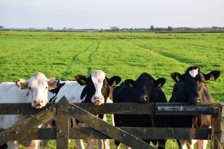 Тези крави дават повече мляко благодарение на виртуална реалност (ВИДЕО)