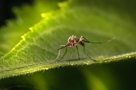 ГМО комари ще връхлетят Калифорния