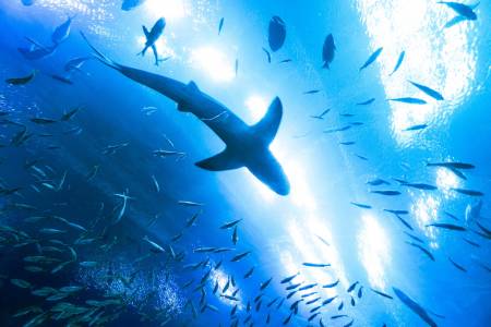 Новият облик на злото: изригнал подводен вулкан освободи стотици акули