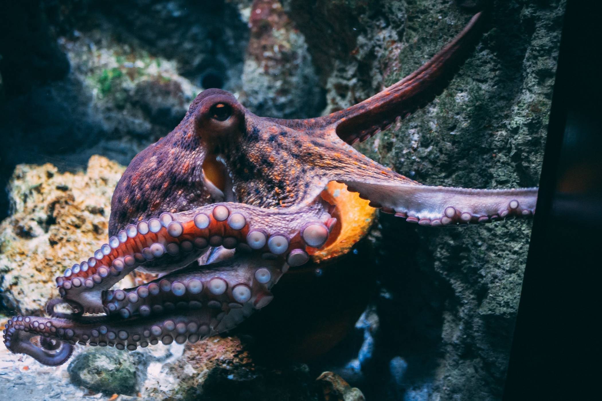 Зловещият интелект на октоподите се дължи на споделени човешки гени 
