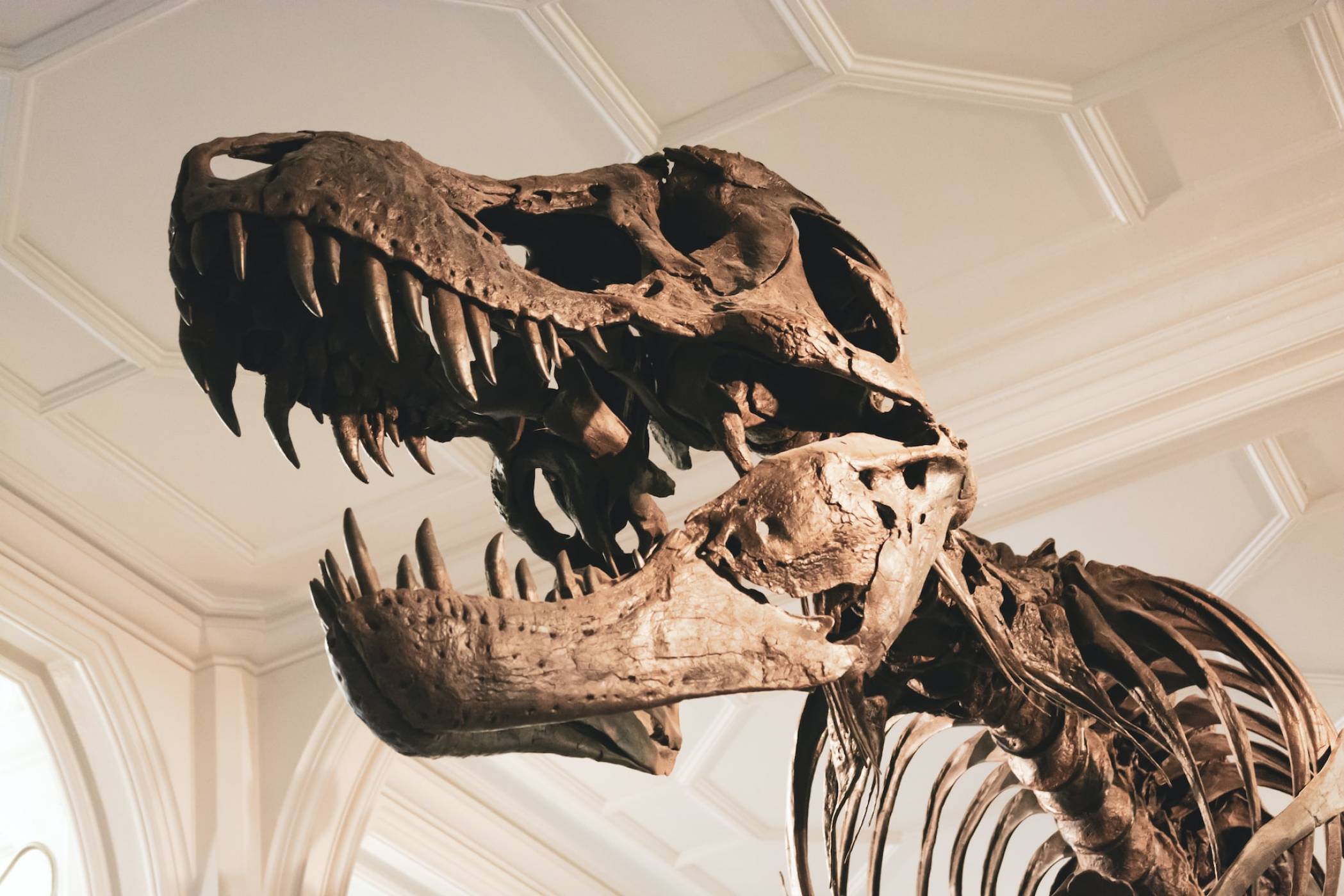 Най-големият динозавърски скелет в Европа е открит в частен двор 