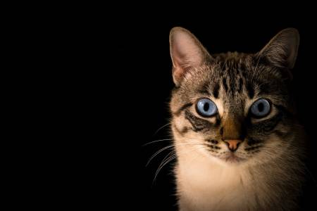 Собственичка на котка създаде AI, който да следи хигиената на домашния й любимец (ВИДЕО) 