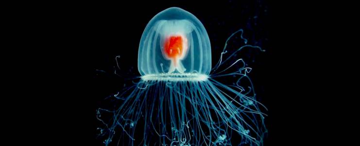 Учените разкриха малка част от тайната на безсмъртната медуза 