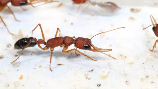 Тези мравешки кралици живеят 500% по-дълго от работниците и сега знаем защо 