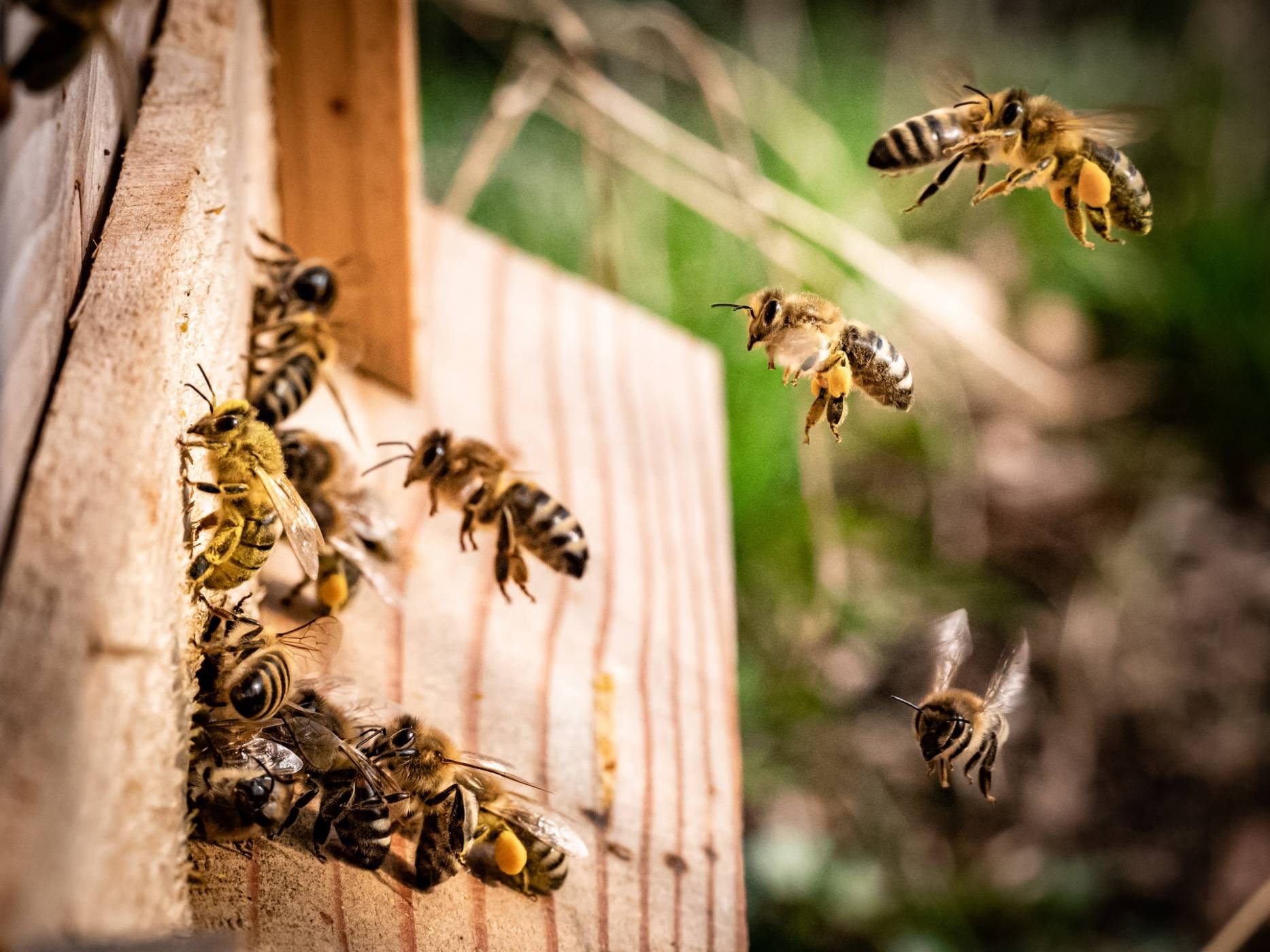 Рояците от пчели потенциално могат да влияят на образуването на бури