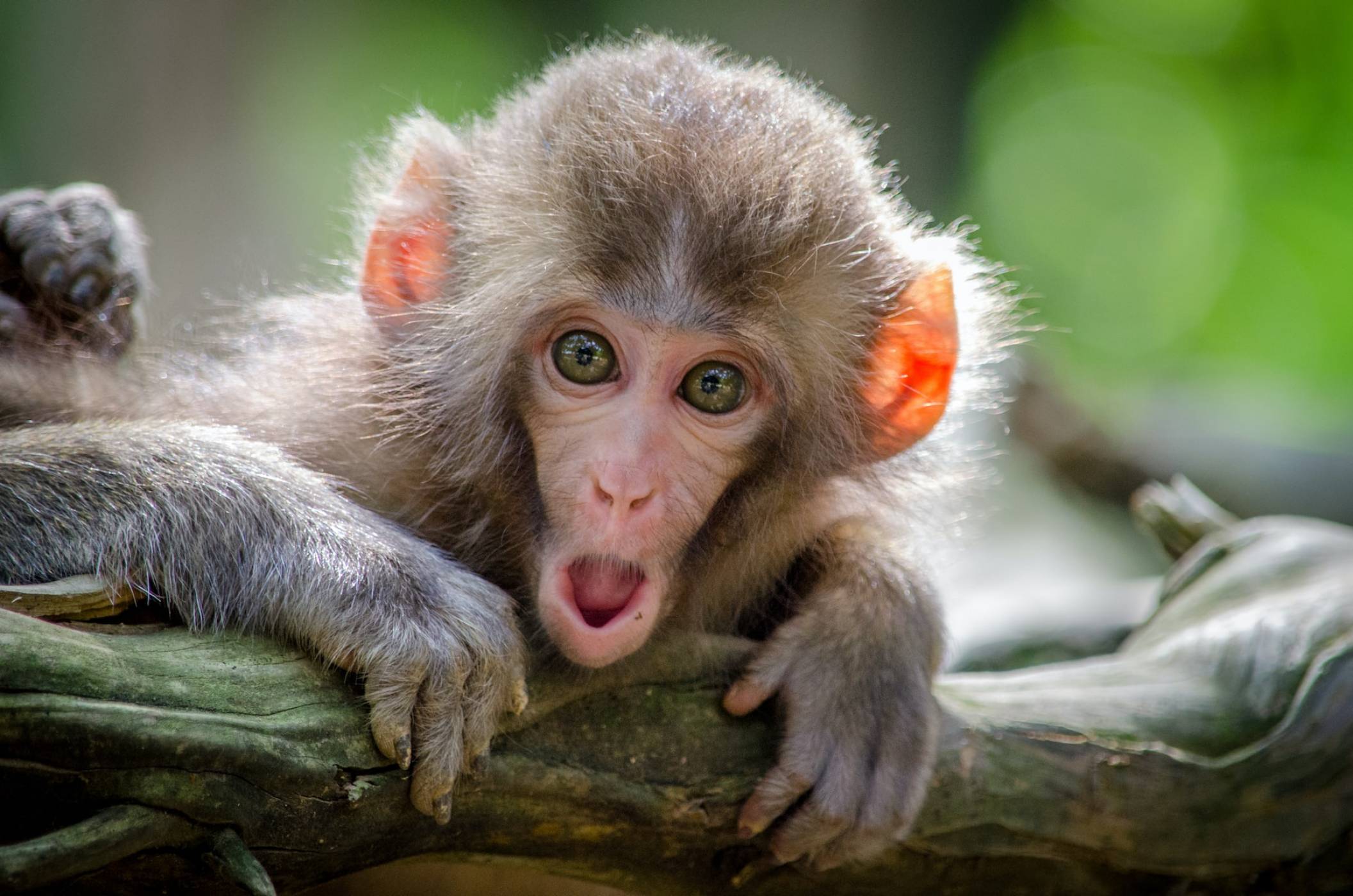 Китай планира да изпрати маймуни на космическата станция, за да правят секс