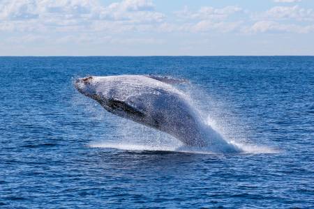 Дневният прием на микропластмаса на син кит ще ви изненада