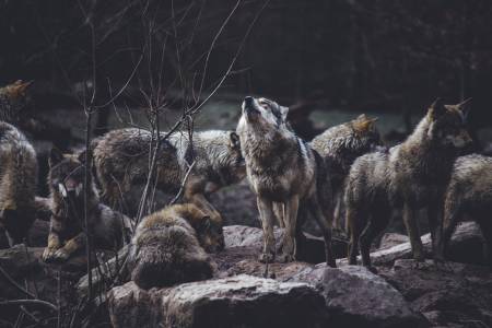 Променящ поведението паразит стимулира агресия и лидерство у вълците