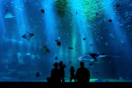 Гигантски аквариум с 1500 риби експлодира в Берлин