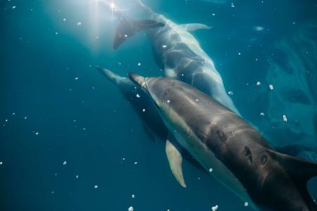 Ето какви подводни смущения карат делфините да пищят