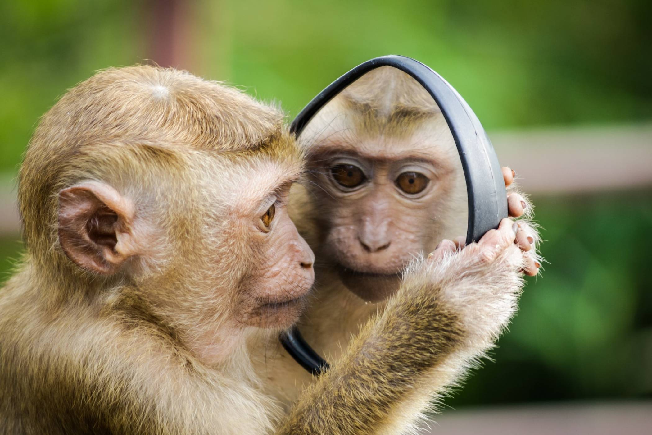 Подгониха Neuralink заради транспорта на устройства, използвани в маймунски мозъци
