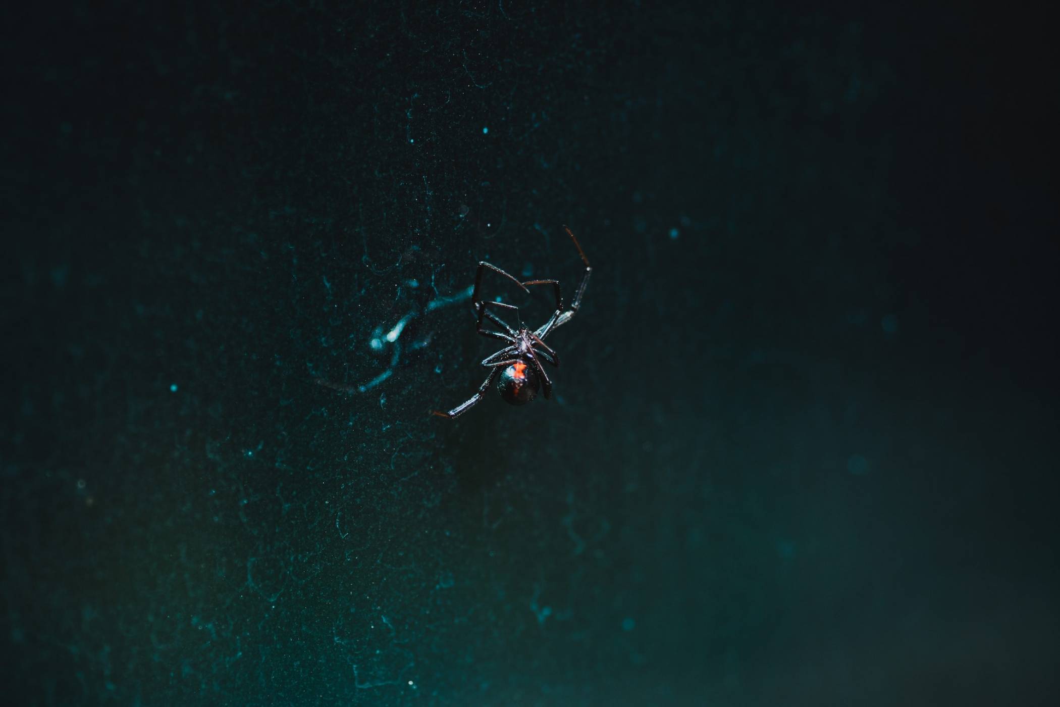Най-смъртоносният вид паяци има нов жесток враг