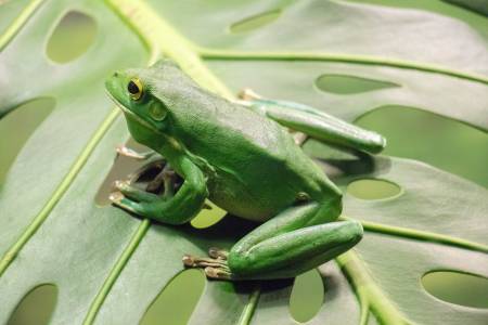 Специален вид бразилска жаба продължава да изумява учените