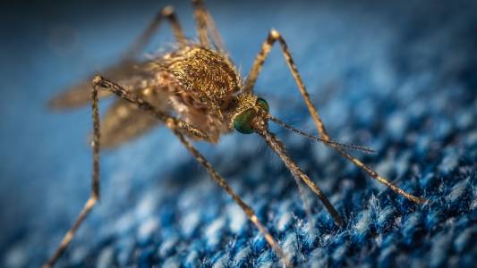 Учени създадоха гигантски бюфет от човешка миризма, за да разберат как ни откриват комарите