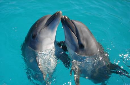 Ново разкритие за делфините ги валидира за пореден път като добри родители