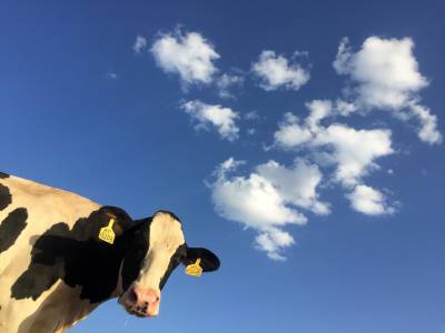 Учени посвещават усилия в отглеждане на крави, които устояват и на най-голямата жега