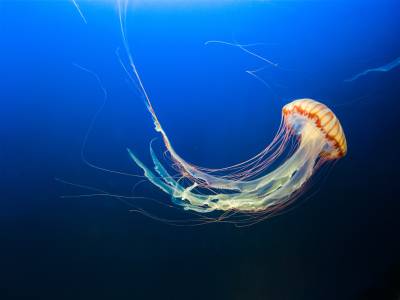 Най-отровната медуза в света може да бъде обучена 