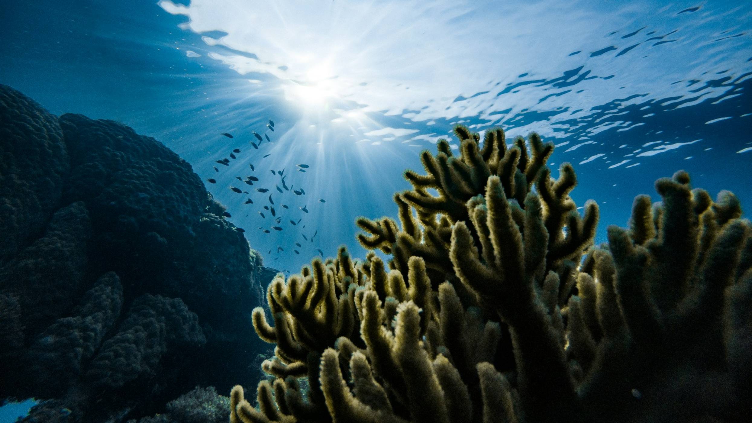 Златно кълбо, намерено на дъното на океана, озадачава учените (ВИДЕО)