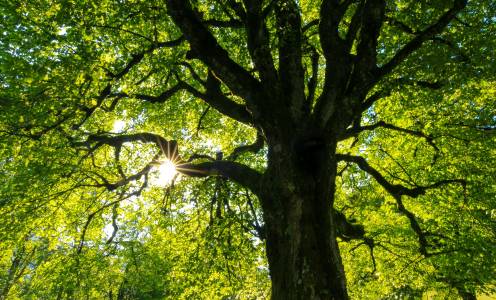 Откриха дървета като от научнофантастичен кошмар в Канада