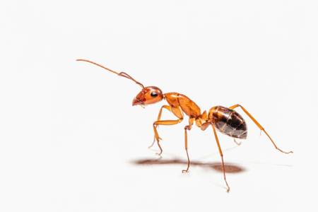 Могат ли мравки да изядат вашето GPU? 