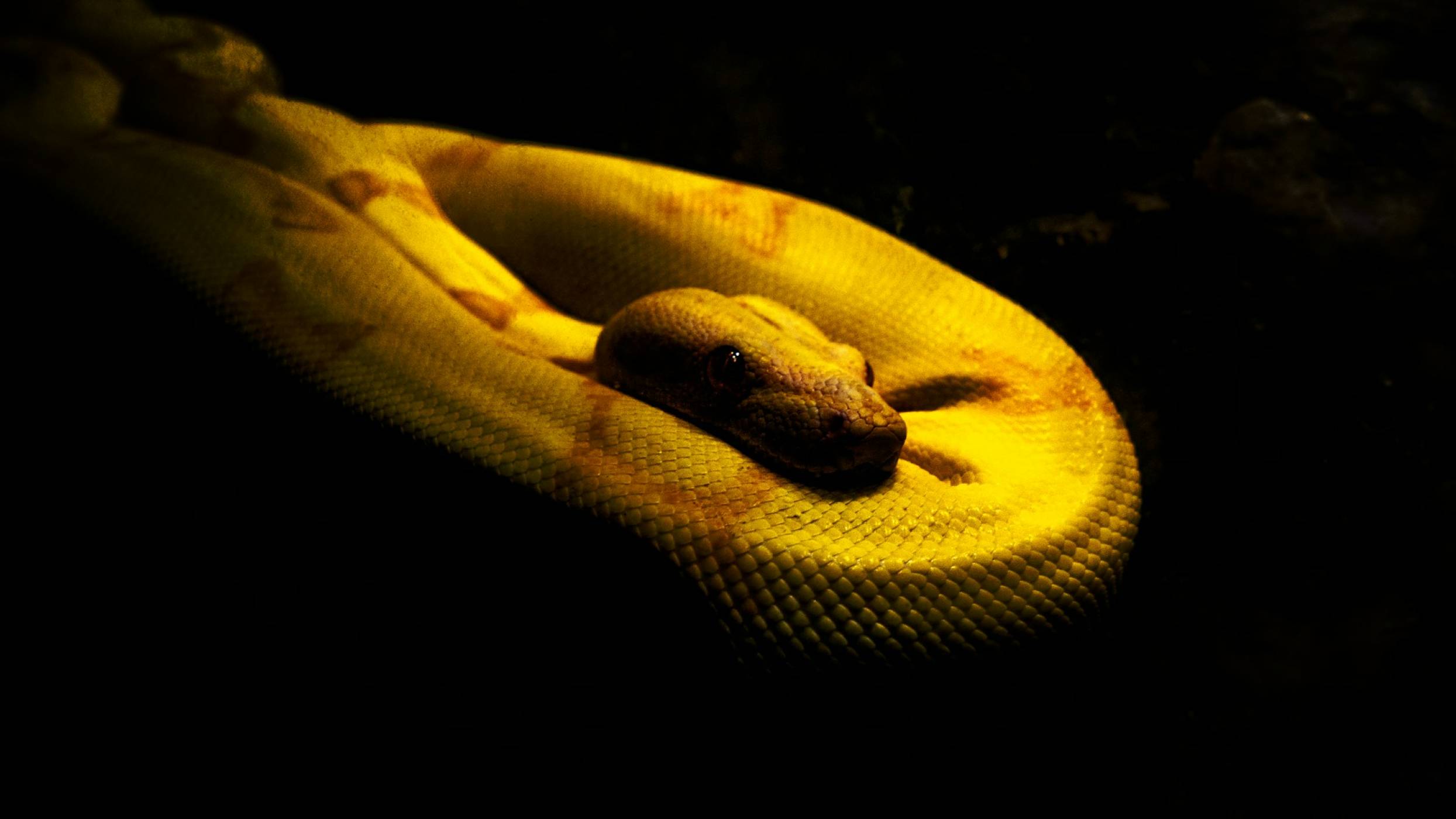 Огромна змия в древна Индия е била по-дълга от училищен автобус