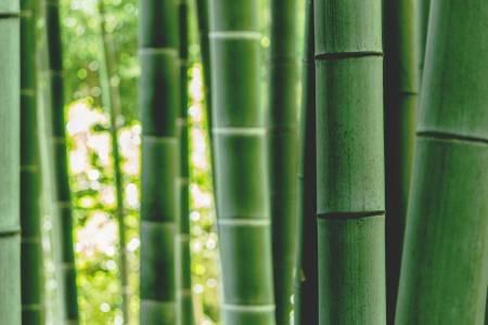 Учени използваха бамбук, за да създадат прозрачно стъкло с огнеупорна способност