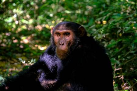 Ужасяваща кръстоска между човек и шимпанзе шокира учените в тайна американска лаборатория 