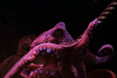 Октоподите предпочитат да използват различни пипала за различни задачи