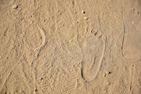 Вкаменелост на 1,5 млн. със захват на горила и човешки крака засилва хипотезата за липсващото звено