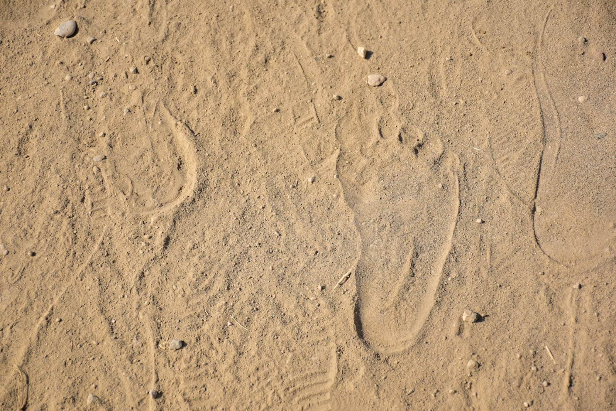 Вкаменелост на 1,5 млн. със захват на горила и човешки крака засилва хипотезата за липсващото звено