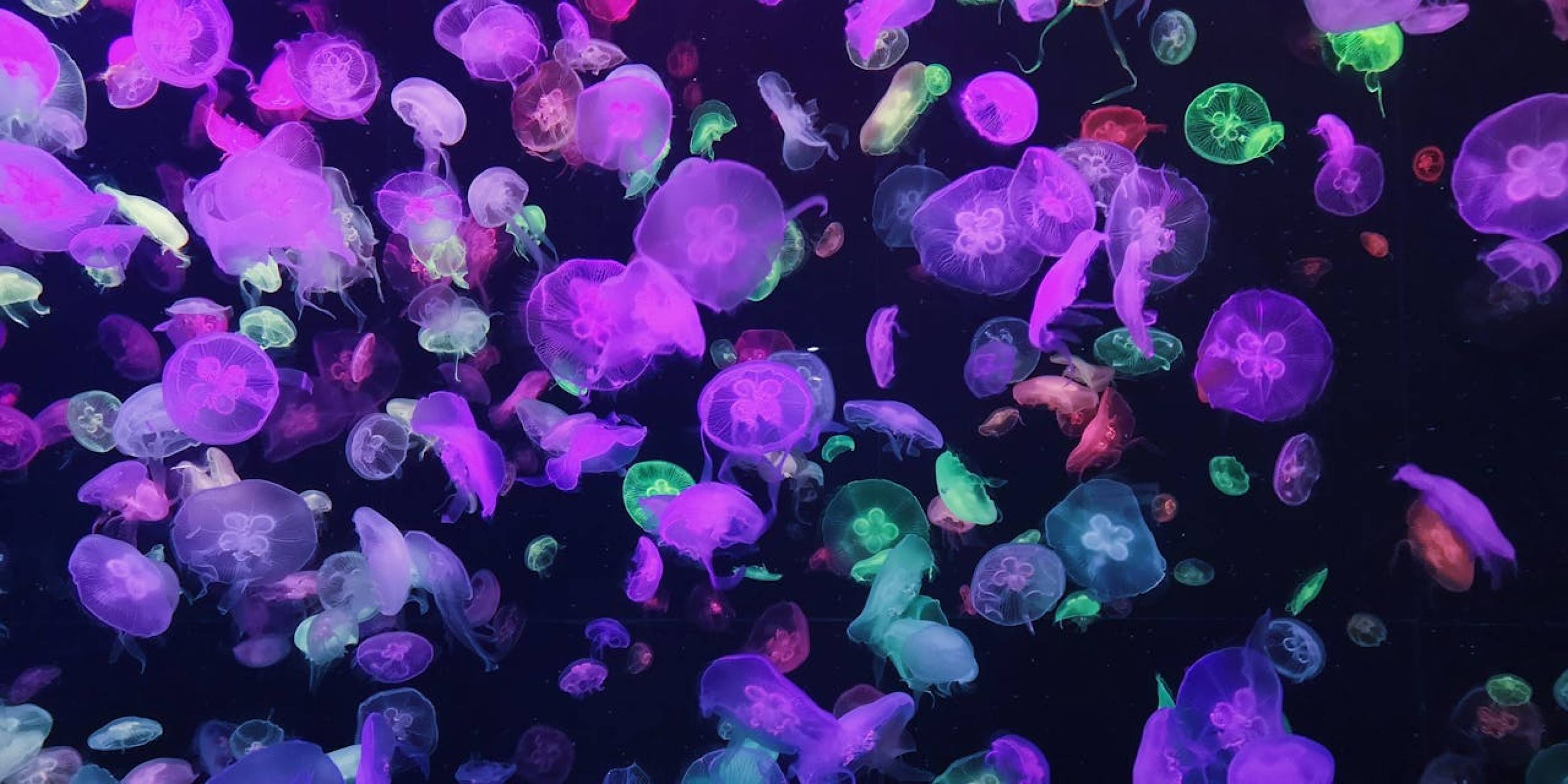 Запознайте се с медузата самурай: впечатляващ нов вид, открит край бреговете на Япония