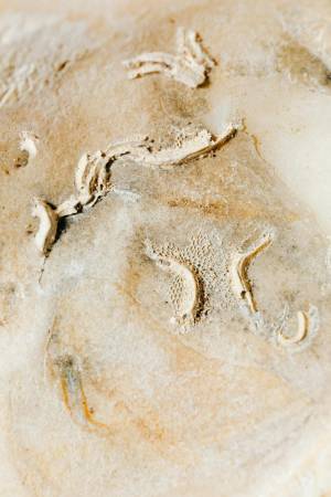 Откриха фосили на загадъчно морско същество с вграден GPS отпреди 97 млн. години